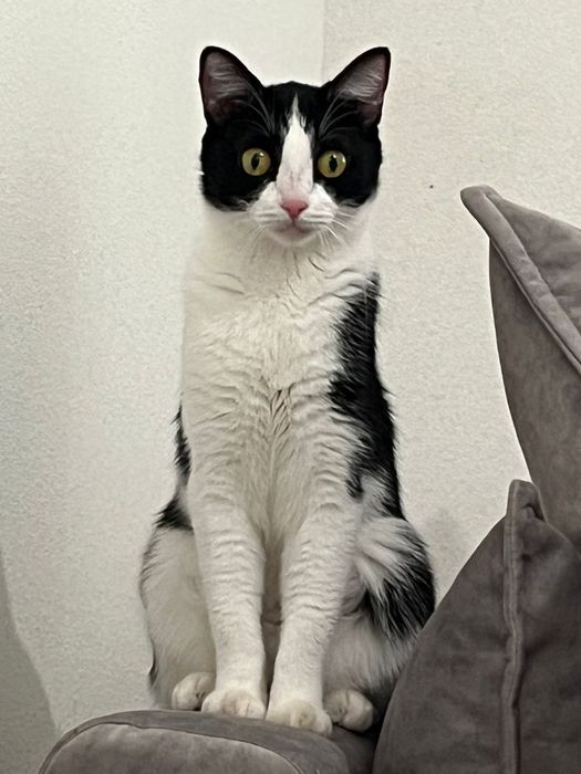 Кошка даром в добрые руки