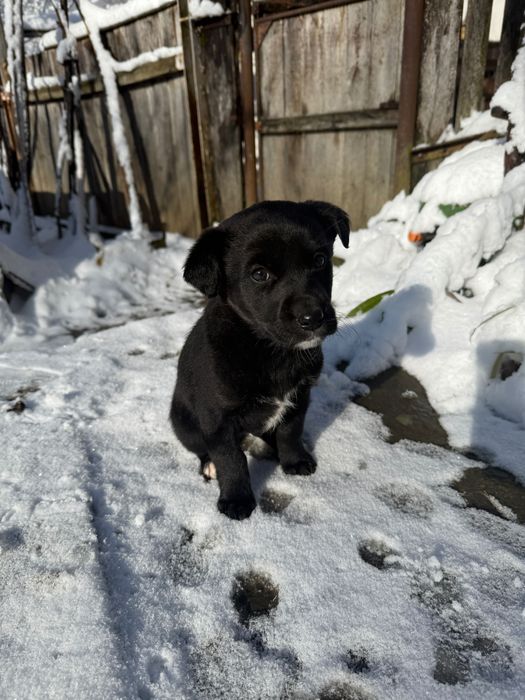 Кученца, на 40 дни, баща лабрадор, майка без порода.