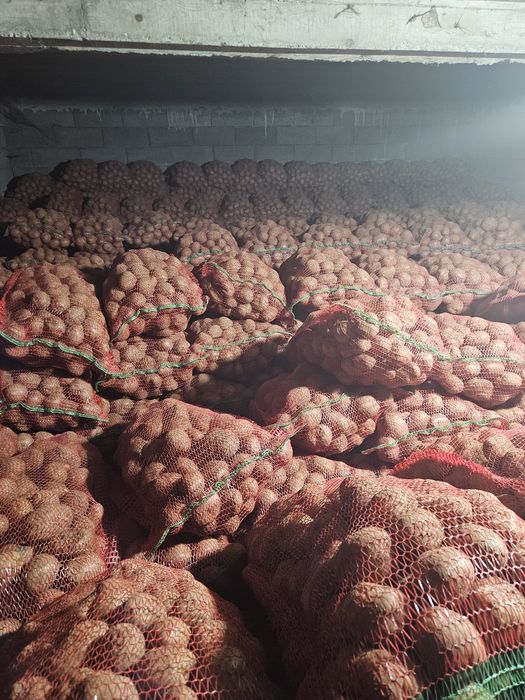 Cartofi, Bellarosa-Ultra