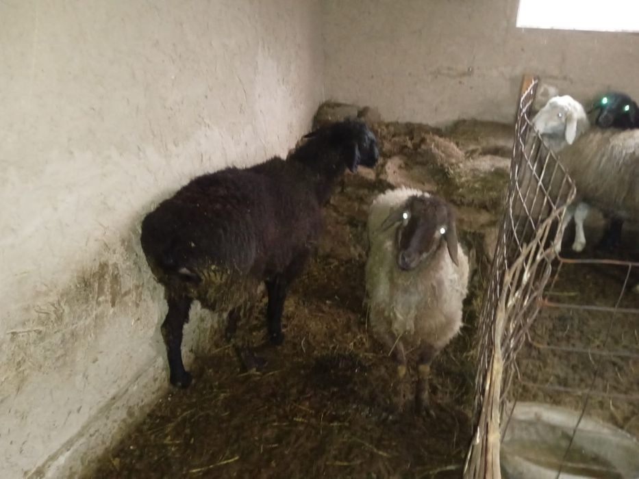 Тоқтылар сатылады.Бараны