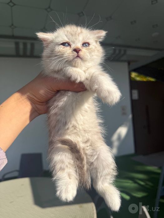 Скоттиш-фолд и скоттиш-страйт