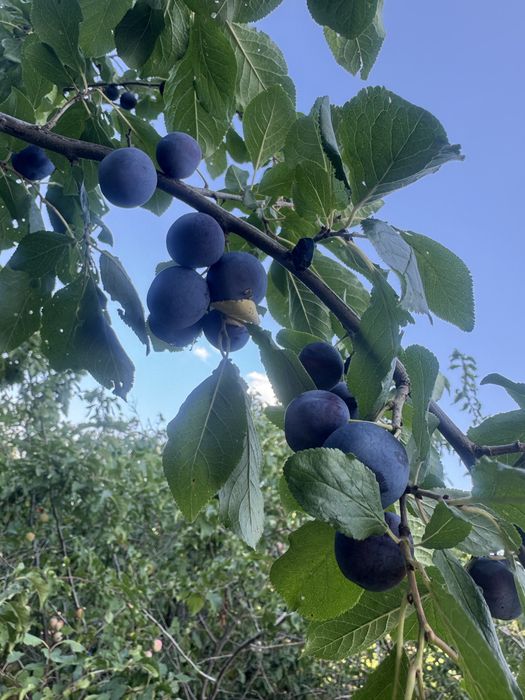 Продам сливу с дачи