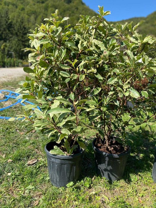 Transformă-ți Grădina – Plante Aclimatizate de Top