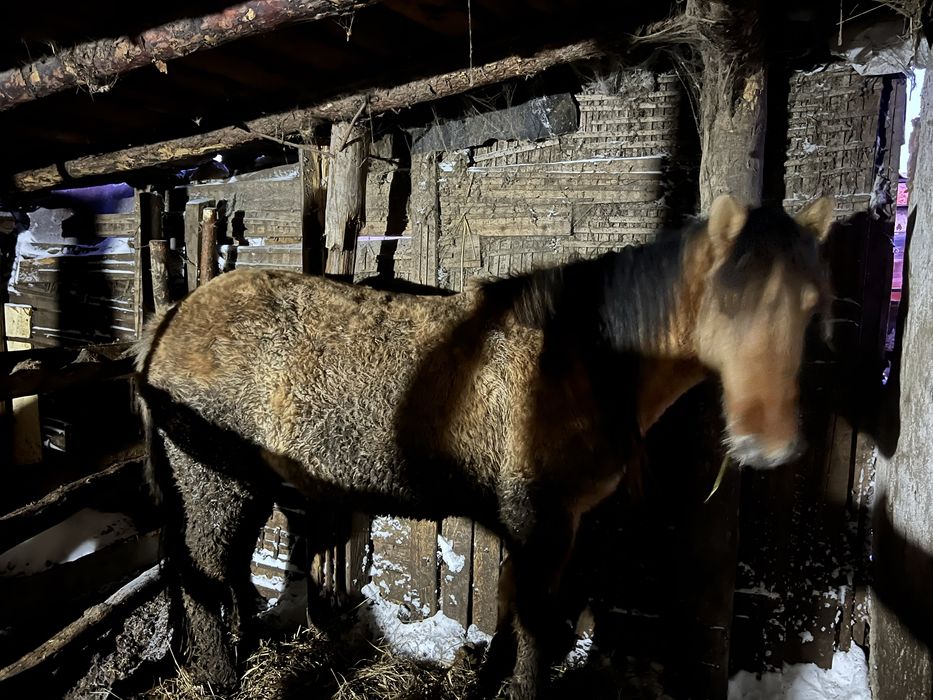 Продам Байтал стоит на откорме два месяца