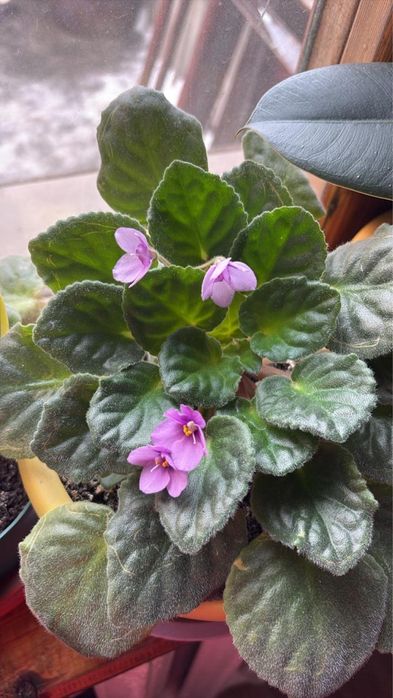 Комнатные цветы