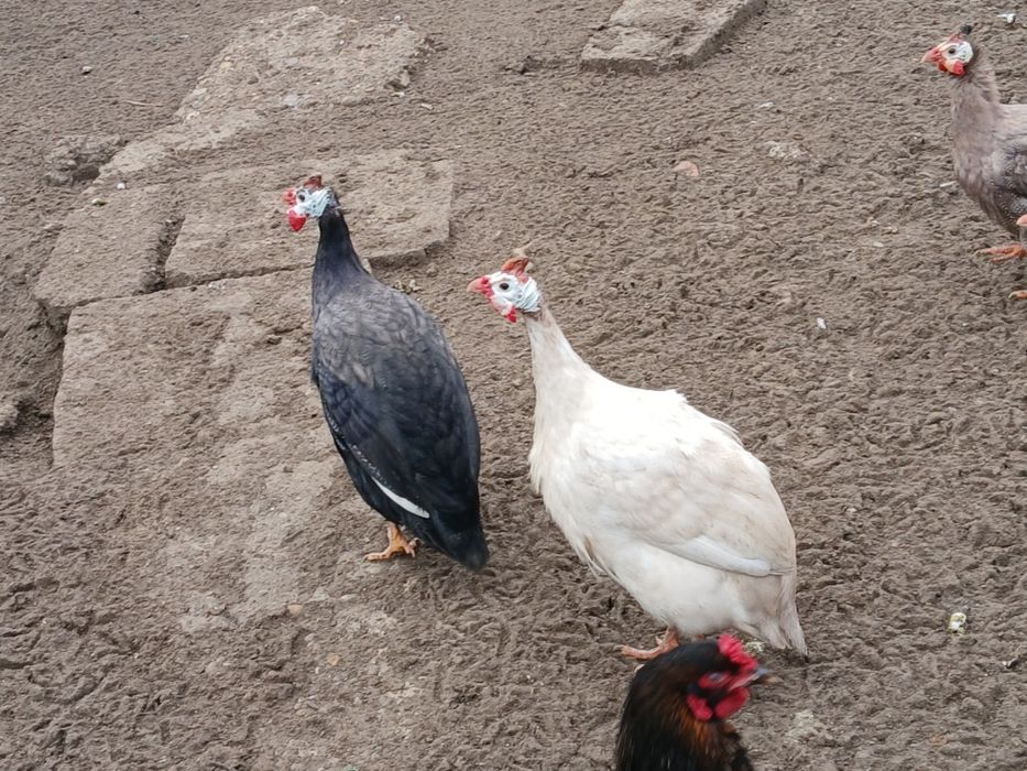 Vând două bibilici (masculi)