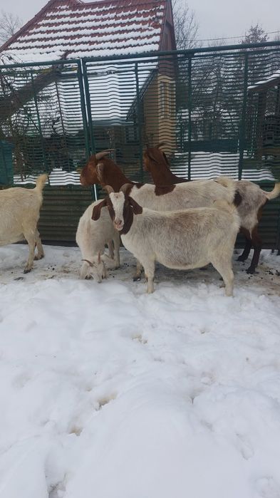 Capre de boer şi Capre de saneen