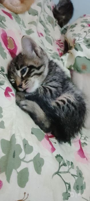 Tekin mushuklar beramiz