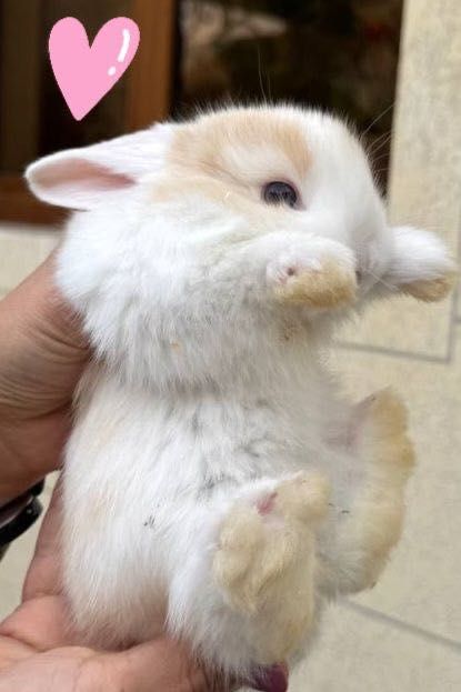 Продам Кроликов породы Минилоп Сплит/Минелоп Сплит қуёнчалар