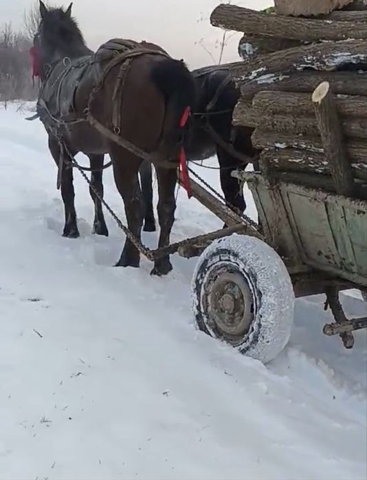 Cal castrat 6 ani garantat