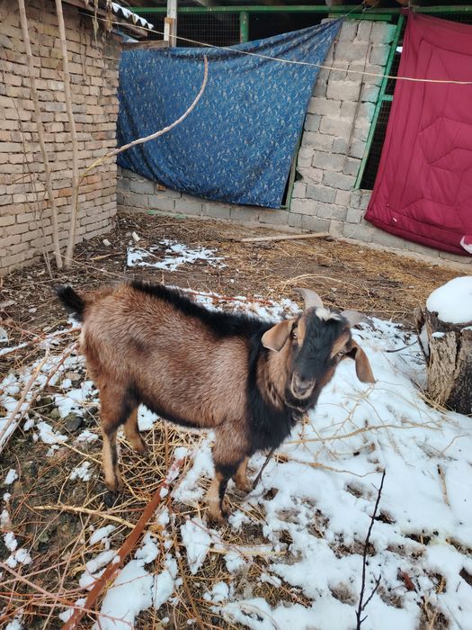 Продам русскую казу