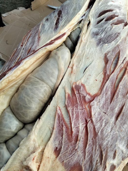 жабагы калада 2400 тг