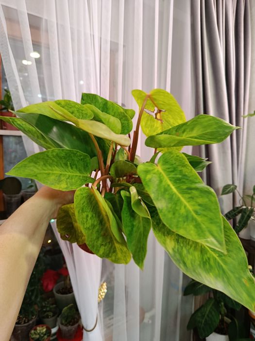 Продам комнатные цветы