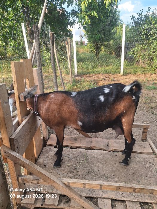 2 capre,un țap de 6 luni si o ieduta de 5 luni