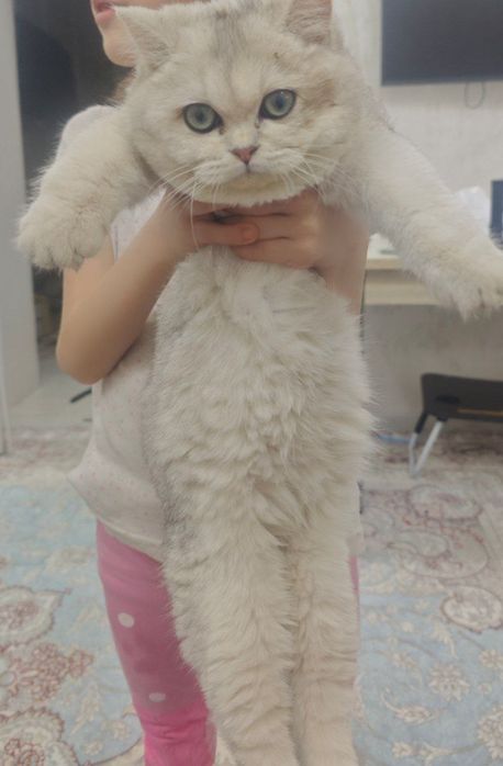 ,Манчкин котята  мальчик и девочка