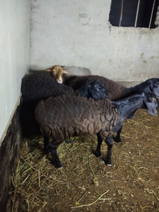 Овцы гусарская порода