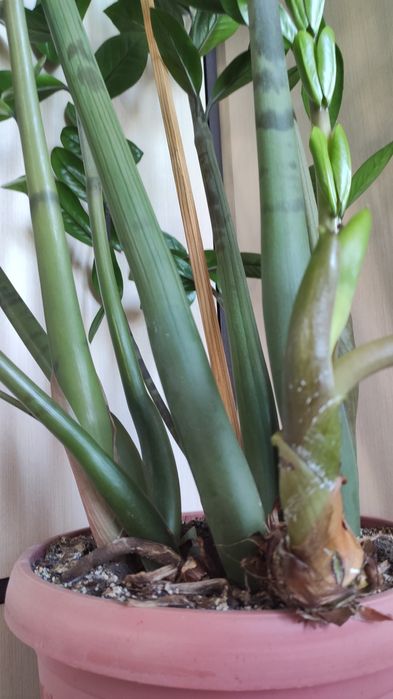 Замиокулькас (долларовое дерево)