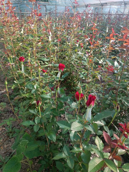 Atirgul koʻchatlari sotiladi