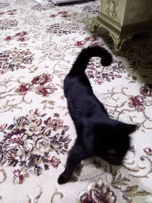 Отдам даром кошку