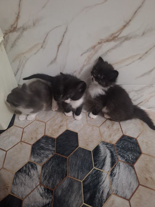 Отдам котят в доброй руки