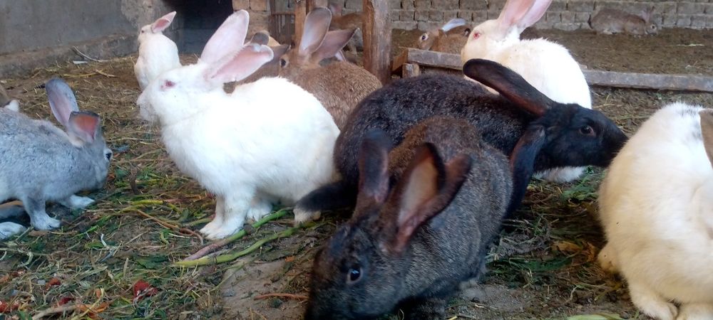 Quyon bolalari sotiladi