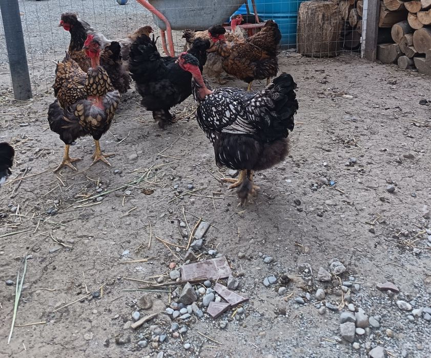 Găini moțate incaltate barboase de vanzare .