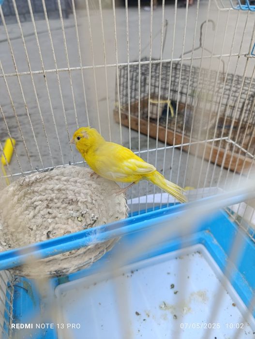 Moda zor xolat kami bor