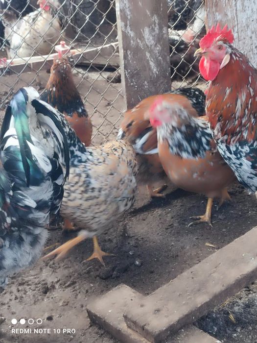 Оплодени яйца от Шведска цветна (пъстра) кокошка