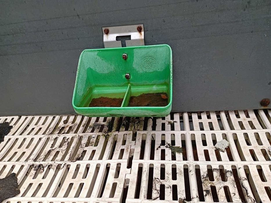 Повдигнат бокс свине майки лактиращи/млекарски/ - раждане и бозайници.