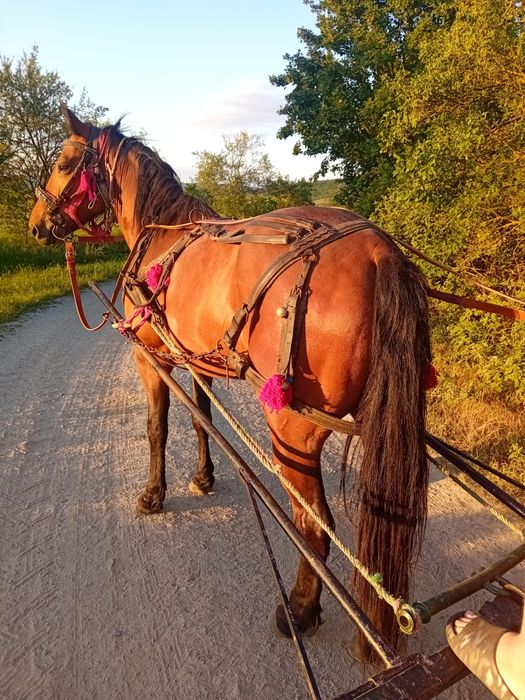 Vând iapa de 7 ani.