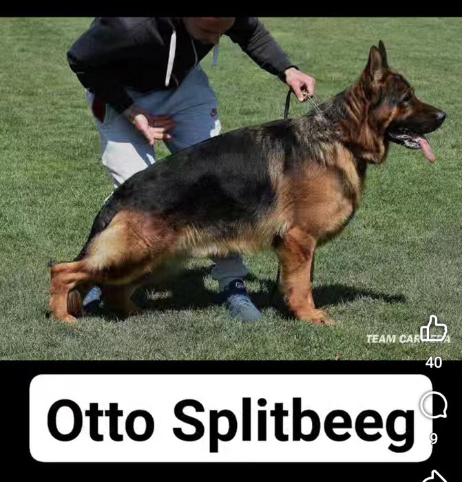 Продается немецкий щенки