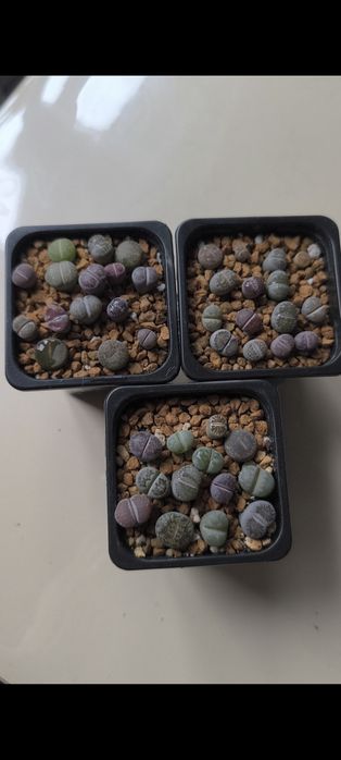 Продам суккуленты и литопсы