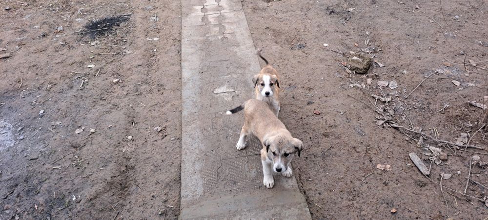 Кучук боллари соглом