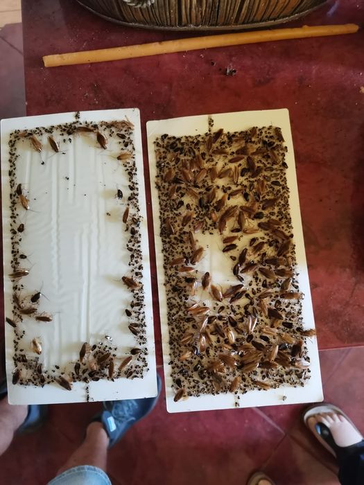 Dezinsectie, Dezinfectie, Deratizare - Servicii DDD - Contract DDD- Bu