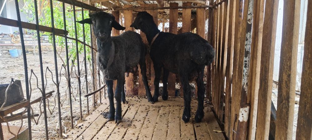 Кочкорлар сотилади