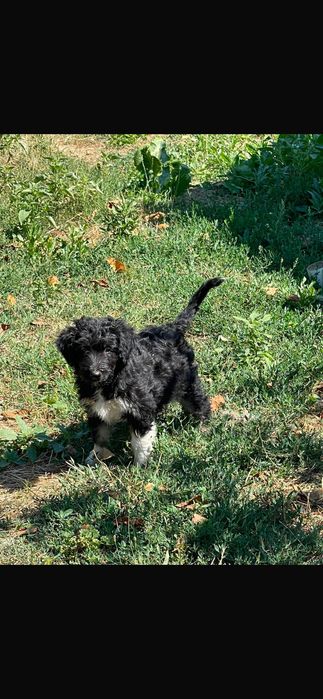 Vând capre Saanen +  donez 2 căței