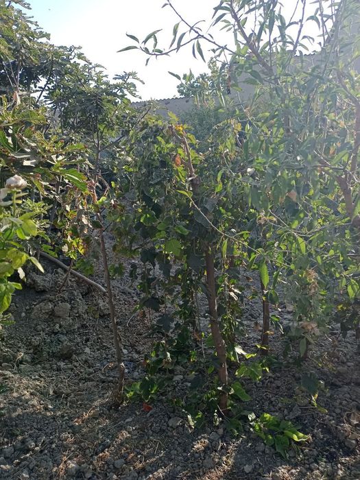 Soyaabon tut koʻchati