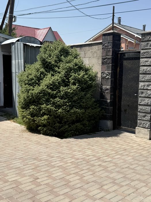 Продам естественные новогодные елки