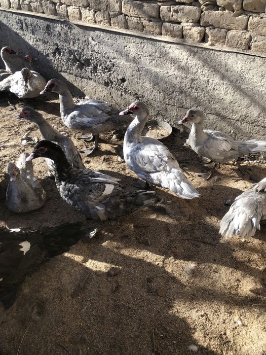 Мускусные утки самцы