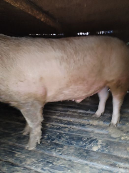 Vaca de lapte.      ,