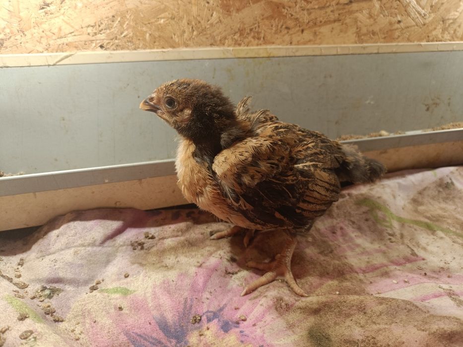 Кучин, ситцевый балапандары