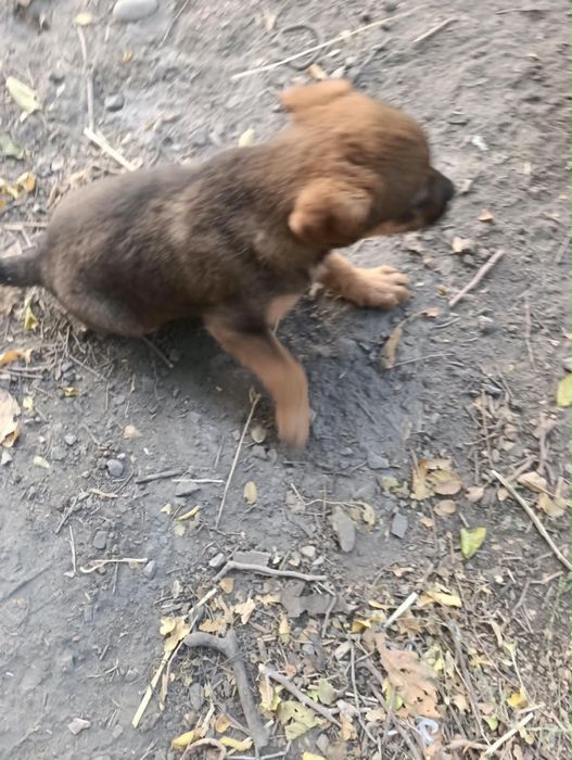щенки ищут дом