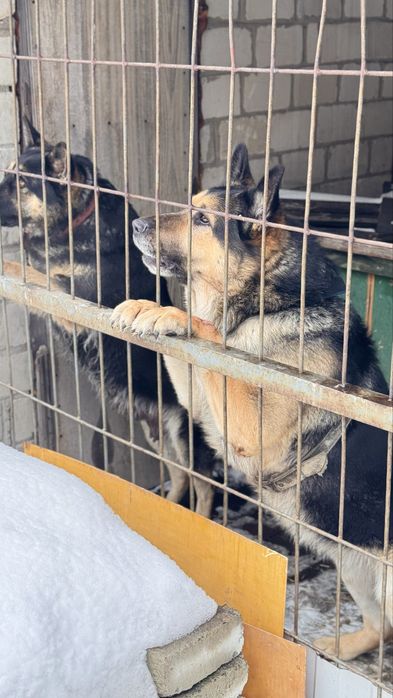 Щенки овчарки ВЕО