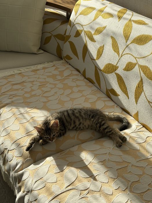 Котенок (3 мес.)