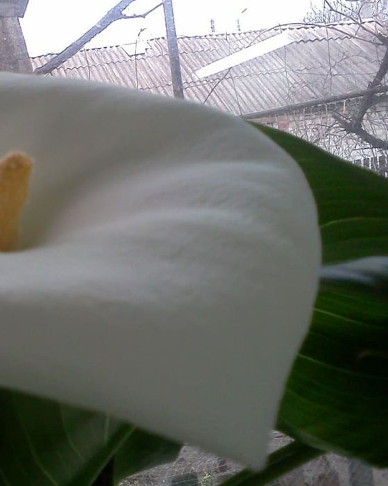 Продам комнатные цветы разные.