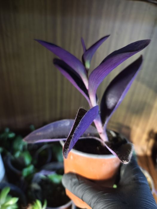 Комнатные  цветы