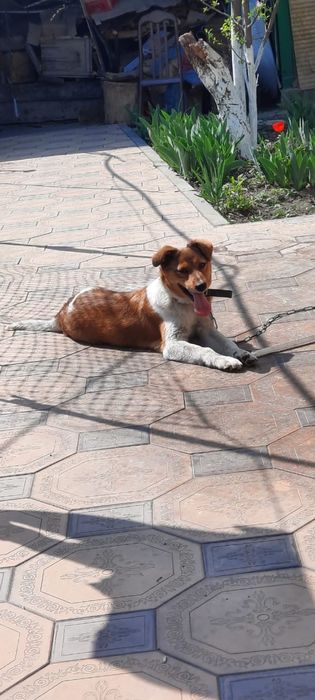 Отдам только в добрые руки щенка