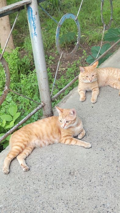 Котята район Бозарык