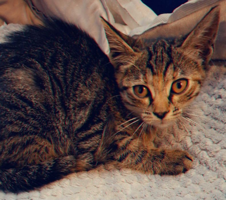 Adoptie pui de pisica tigrat Dimitria