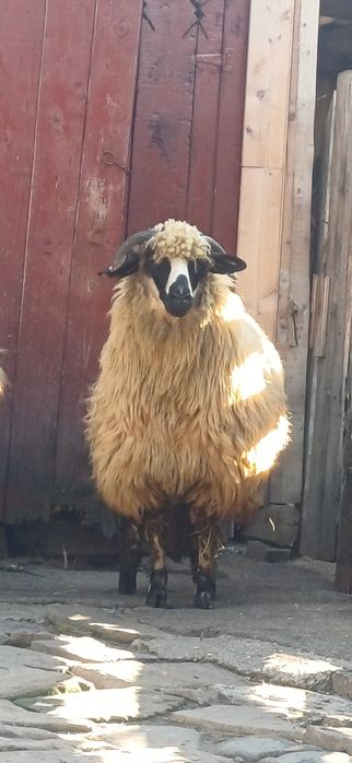Vând    2   miori